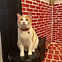bell, black_stool, brick_wall, cat, cozy, domestic_cat, feline, floor, fur, household, indoor, looking_at_camera, orange_and_white_cat, pet, red_bricks, red_collar, sitting, stool, whiskers, white_mortar