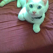 Ulysse participe au concours pour gagner de l'argent avec cette photo : cat, white_cat, blue_eyes, pet, animal, collar, indoor, resting, fur, tail, cute, looking, portrait, domestic_cat, feline, whiskers, paws, bed, soft_surface, animal_portrait
