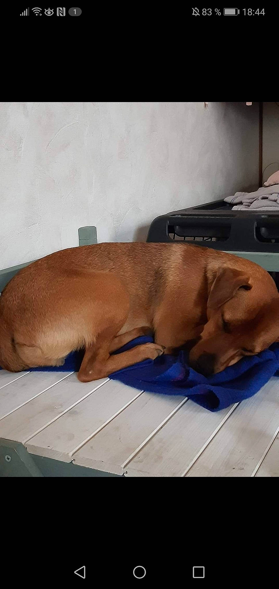 Pepito a rejoint le concours — aidez-le/la à gagner de superbes lots ! broholmer, canidae, carnivore, dachshund, dog, dog_breed, fawn, mammal, redbone_coonhound, snout, sporting_group, vertebrate, vizsla