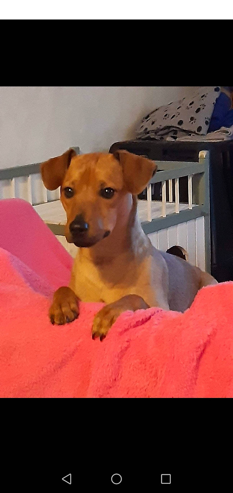 Pepito a rejoint le concours — aidez-le/la à gagner de superbes lots ! canidae, carnivore, companion_dog, dog, dog_breed, fawn, mammal, potcake_dog, puppy, rare_breed_dog, snout, sporting_group, vertebrate