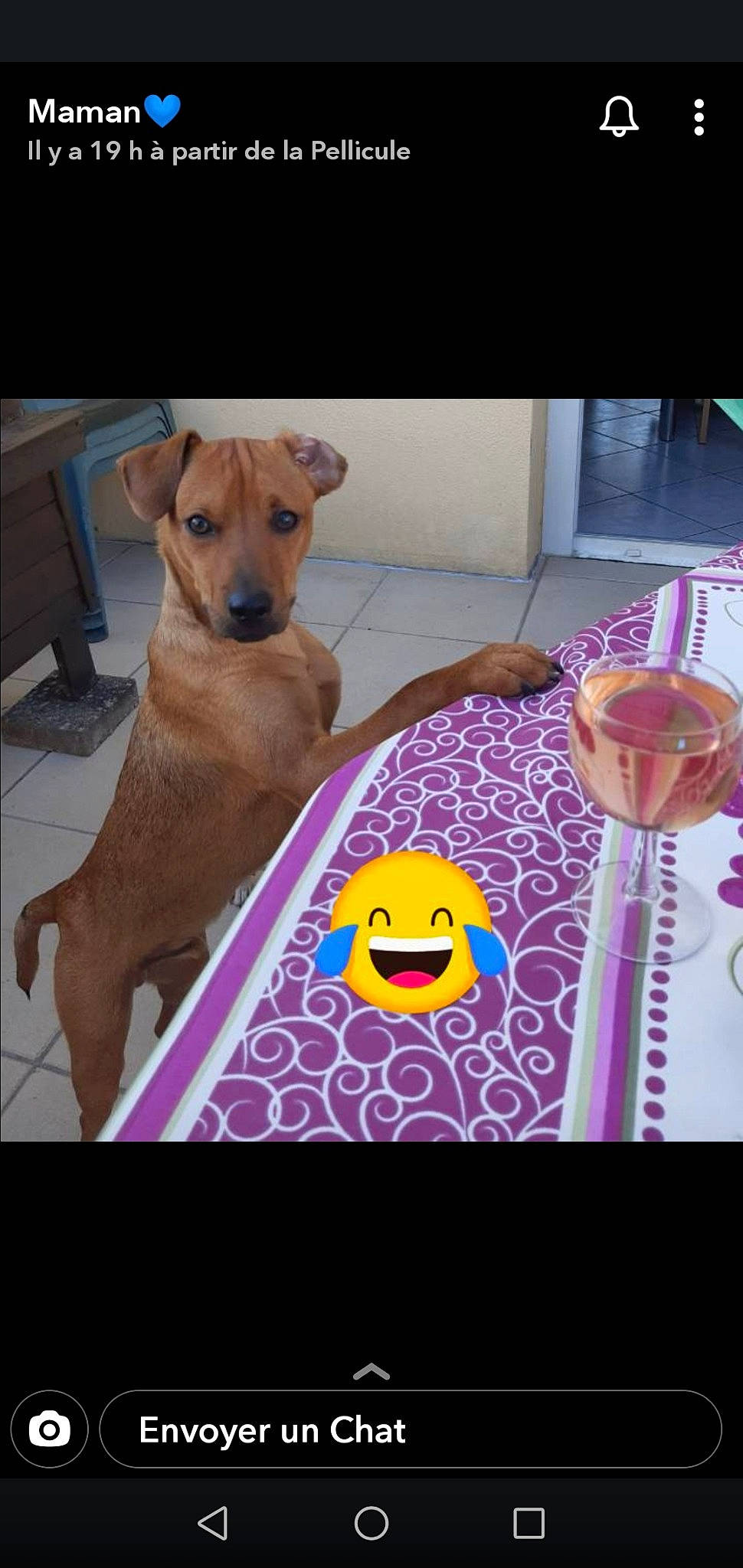 Pepito a rejoint le concours — aidez-le/la à gagner de superbes lots ! canidae, carnivore, companion_dog, dog, dog_breed, fawn, italian_greyhound, mammal, miniature_pinscher, paw, puppy, rhodesian_ridgeback, toy_dog