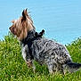 dog, grass, outdoor, nature, water, fur, canine, pet, leisure, animal, harness, side_view, greenery, calm, sky, wild, alert, mammal, standing, daytime