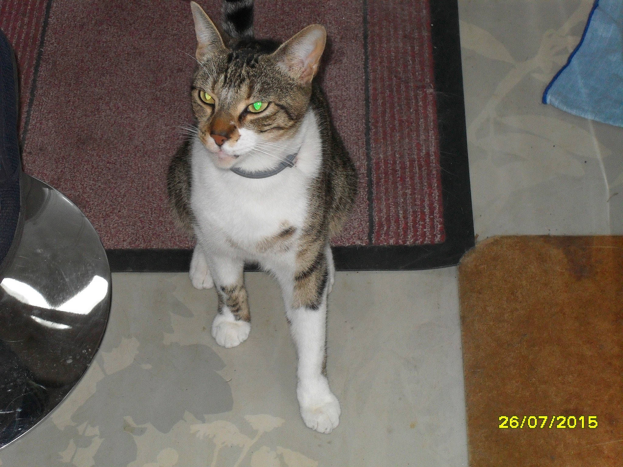 Astérix participe au concours pour gagner de l'argent avec cette photo : aegean_cat, american_wirehair, asian, carnivore, cat, domestic_short_haired_cat, european_shorthair, fawn, felidae, german_rex, kitten, leg, mammal, photo_caption, polydactyl_cat, small_to_medium_sized_cats, tabby_cat, tail, whiskers