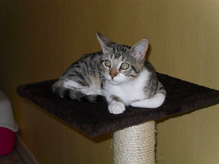 Astérix participe au concours pour gagner de l'argent avec cette photo : aegean_cat, american_shorthair, american_wirehair, asian, australian_mist, carnivore, cat, cat_bed, domestic_short_haired_cat, dragon_li, european_shorthair, felidae, kitten, mammal, ojos_azules, polydactyl_cat, small_to_medium_sized_cats, tabby_cat, whiskers