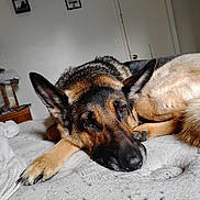 Sia joined the competition — help win amazing prizes! dog, german_shepherd, bed, indoor, resting, animal, pet, fur, ears, paw, face, canine, sleepy, comfort, home, furniture, blanket, wall, cabinet, relaxation