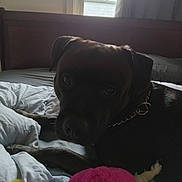 Johnson is registered to the contest to win money with this photo: animal, ball, bed, bedroom, canine, couch, cushion, dog, furniture, homedecor, hound, indoors, labradorretriever, linen, pet, puppy, room, sport, tennis, toy