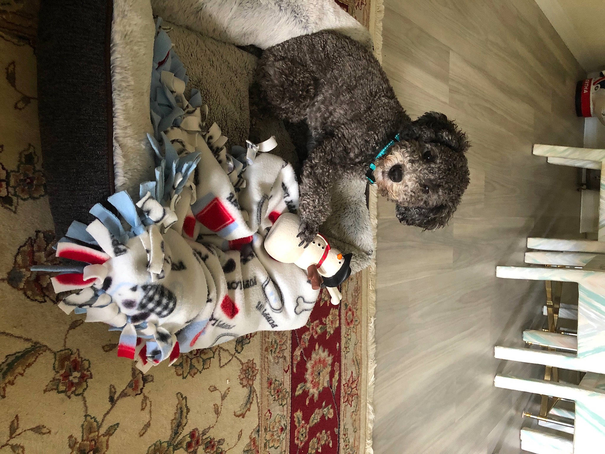 Andy is registered to the contest to win money with this photo: bookcase, canidae, carmine, carnivore, companion_dog, fawn, flooring, fur, grey, plant, plush, room, shelf, shelving, sporting_group, stuffed_toy, tail, toy, wood, working_animal