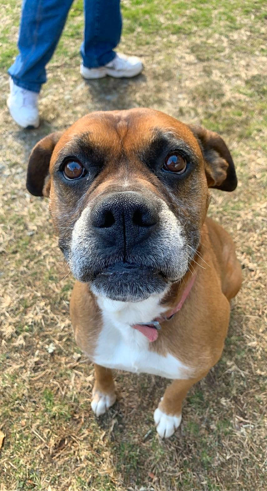 Cartail is registered to the contest to win money with this photo: blue, canidae, carnivore, collar, companion_dog, dog, dog_breed, dog_collar, eye, fawn, grass, molosser, plant, snout, sporting_group, terrestrial_animal, whiskers, working_animal, working_dog, wrinkle