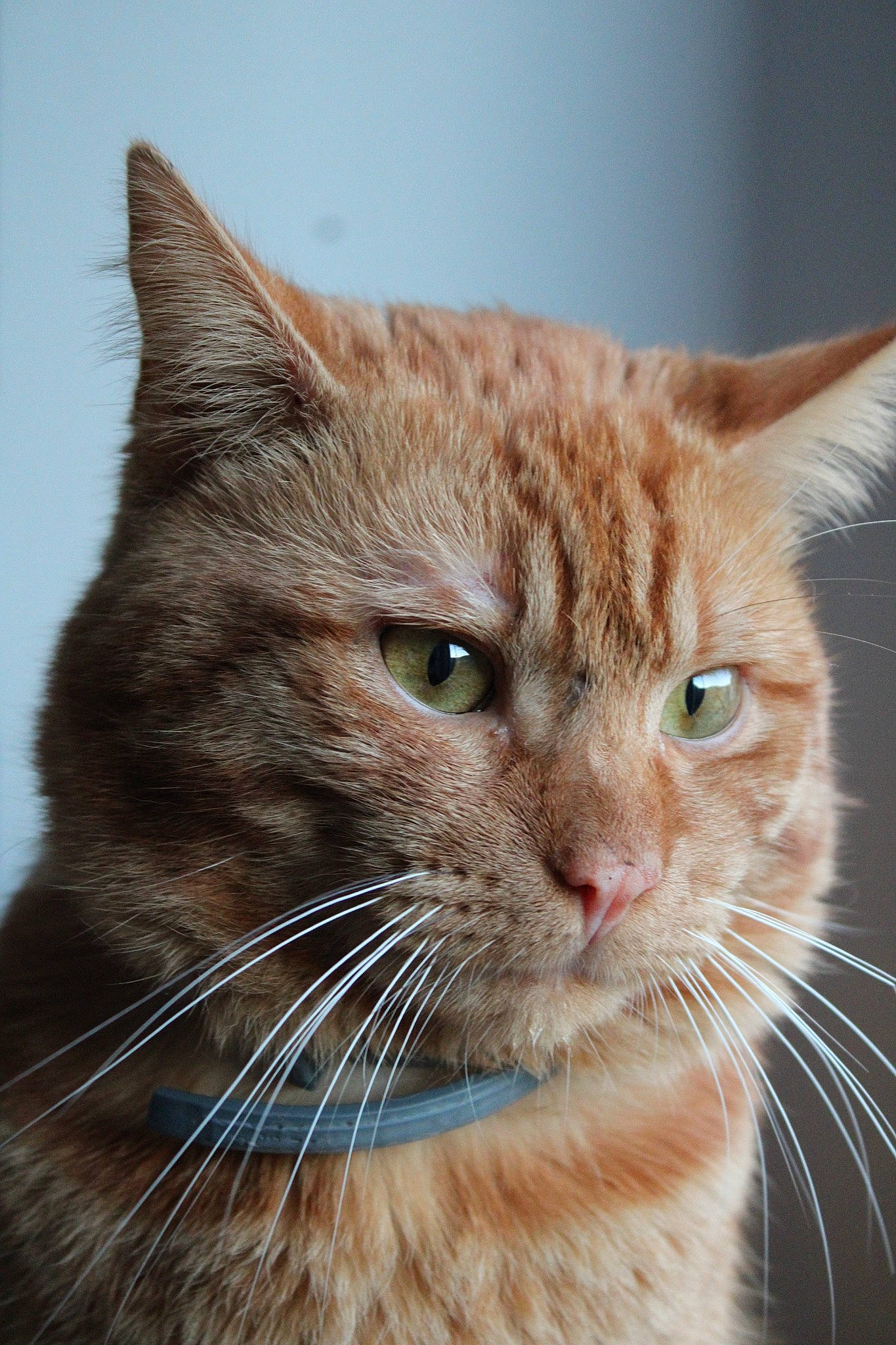 Simba a rejoint le concours — aidez-le/la à gagner de superbes lots ! aegean_cat, asian, british_semi_longhair, carnivore, cat, close_up, domestic_short_haired_cat, european_shorthair, eye, fawn, felidae, fur, mammal, nose, organism, small_to_medium_sized_cats, snout, tabby_cat, vertebrate, whiskers