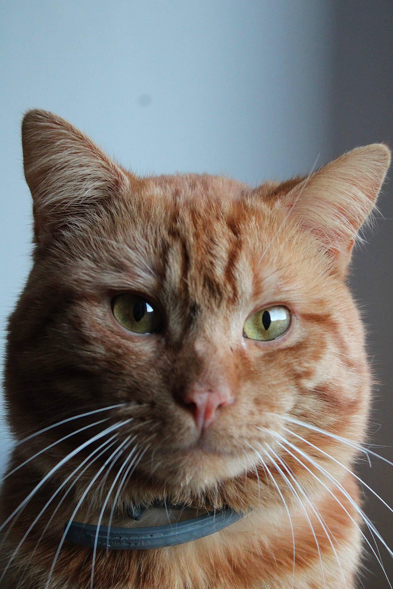 Simba participe au concours pour gagner de l'argent avec cette photo : aegean_cat, american_wirehair, arabian_mau, asian, australian_mist, carnivore, cat, close_up, domestic_short_haired_cat, european_shorthair, eye, fawn, felidae, german_rex, mammal, small_to_medium_sized_cats, snout, tabby_cat, vertebrate, whiskers