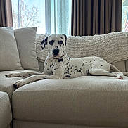 Sparky joined the competition — help win amazing prizes! dalmatian, dog, couch, living_room, indoor, pet, animal, white, black_spots, pillows, throw_blanket, window, curtains, relaxed, laying_down, fur, domestic_animal, canine, resting, home