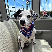 Sophie joined the competition — help win amazing prizes! dog, pet, bandana, spotted, car_interior, bench_seat, window, stars, patriotic, blue_sky, palm_trees, sunlight, vintage, animal, cute, portrait, sitting, domestic_animal, indoor, vehicle