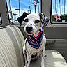 dog, pet, bandana, spotted, car_interior, bench_seat, window, stars, patriotic, blue_sky, palm_trees, sunlight, vintage, animal, cute, portrait, sitting, domestic_animal, indoor, vehicle