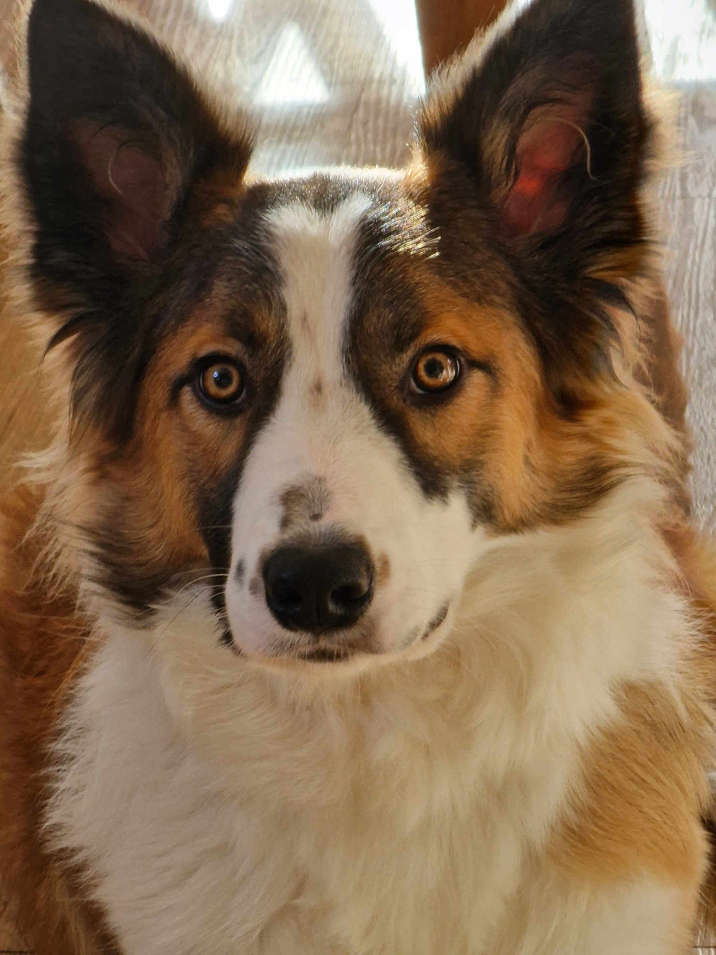 Teddy a rejoint le concours — aidez-le/la à gagner de superbes lots ! dog, close_up, portrait, fluffy, ears, brown, white, black, fur, pet, animal, canine, indoors, face, looking_at_camera, whiskers, nose, friendly, domestic, companion