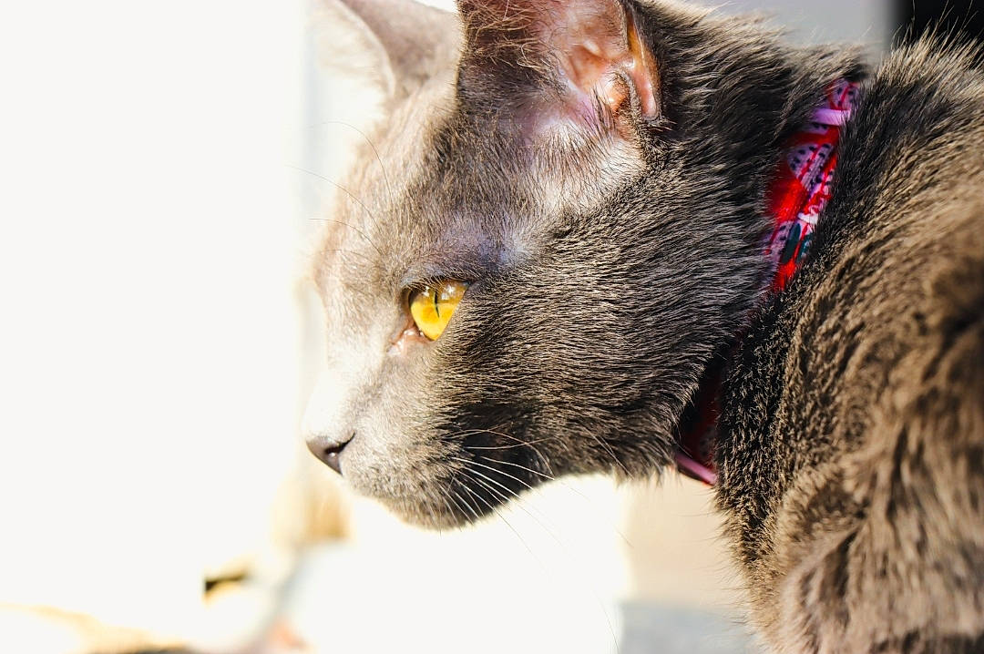 Pusheen joined the competition — help win amazing prizes! carnivore, cat, collar, domestic_short_haired_cat, ear, eye, felidae, fur, russian_blue, small_to_medium_sized_cats, snout, terrestrial_animal, whiskers, wildlife