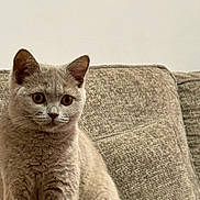 Neena joined the competition — help win amazing prizes! animal, background, beige, cat, couch, cozy, curious, domestic, ears, feline, fur, furry, indoor, neutral_colors, paws, pet, sitting, soft_texture, whiskers, wide_eyes