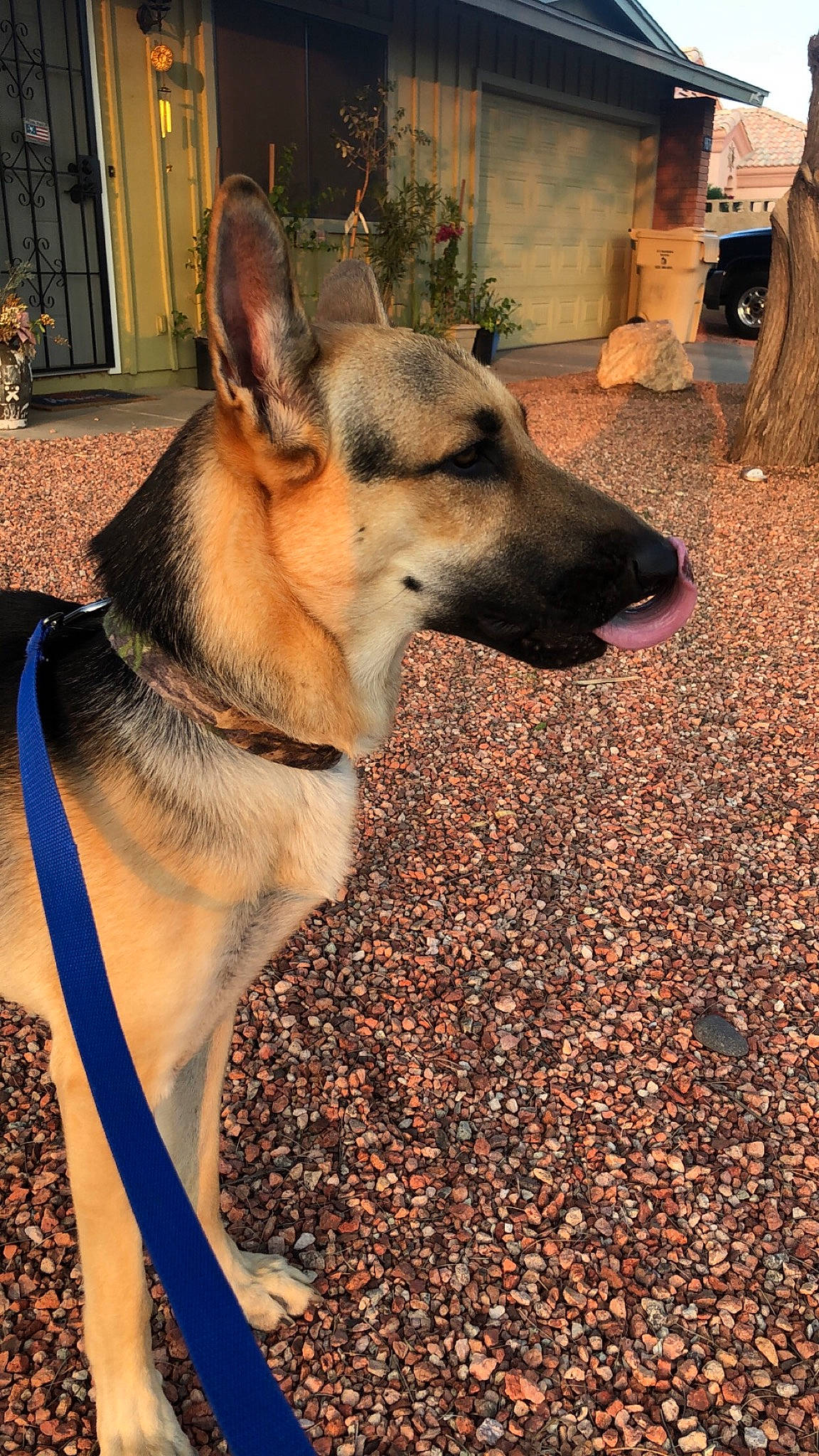 Max is registered to the contest to win money with this photo: canidae, canis, carnivore, companion_dog, dog, dog_breed, dog_supply, east_european_shepherd, fawn, flooring, fur, german_shepherd_dog, herding_dog, old_german_shepherd_dog, snout, soil, sporting_group, whiskers, wood, working_dog