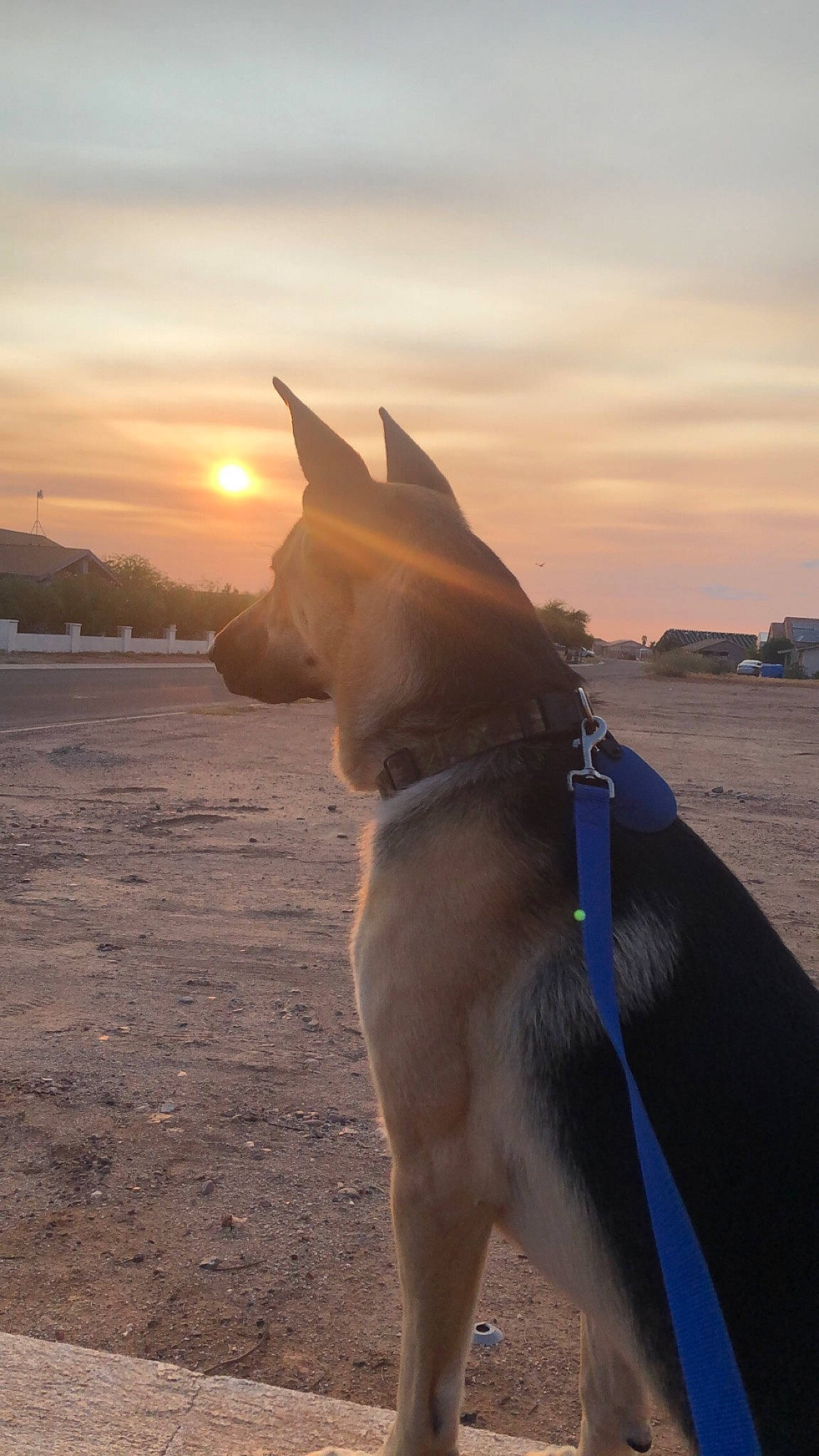 Max is registered to the contest to win money with this photo: adventure, canidae, carnivore, cloud, collar, companion_dog, dog, dog_breed, dog_collar, electric_blue, fashion_accessory, fawn, herding_dog, landscape, leash, recreation, sky, snout, sporting_group, tail