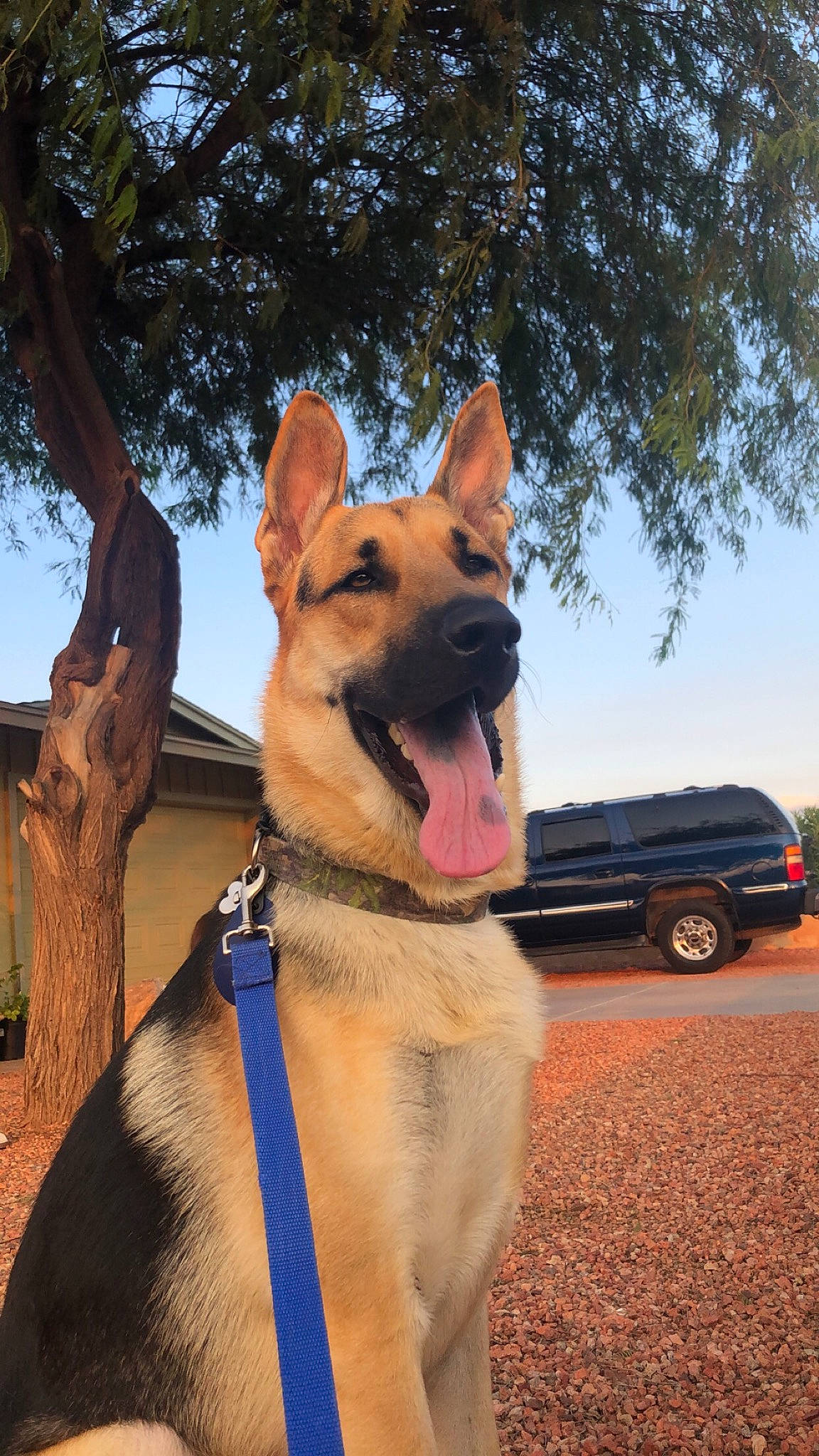 Max joined the competition — help win amazing prizes! automotive_tire, canidae, car, carnivore, collar, companion_dog, dog, dog_breed, dog_collar, electric_blue, fawn, herding_dog, sky, snout, sporting_group, tire, tree, vehicle, wheel, working_animal