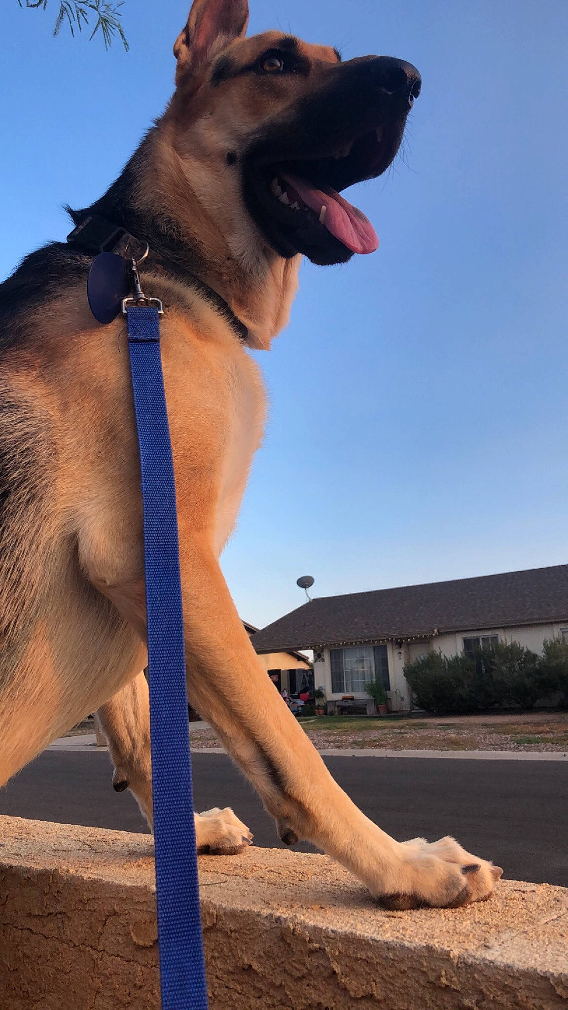 Max joined the competition — help win amazing prizes! canidae, carnivore, collar, companion_dog, dog, dog_breed, dog_collar, elbow, fawn, guard_dog, landscape, leash, pet_supply, plant, sky, snout, sporting_group, tail, working_animal, working_dog