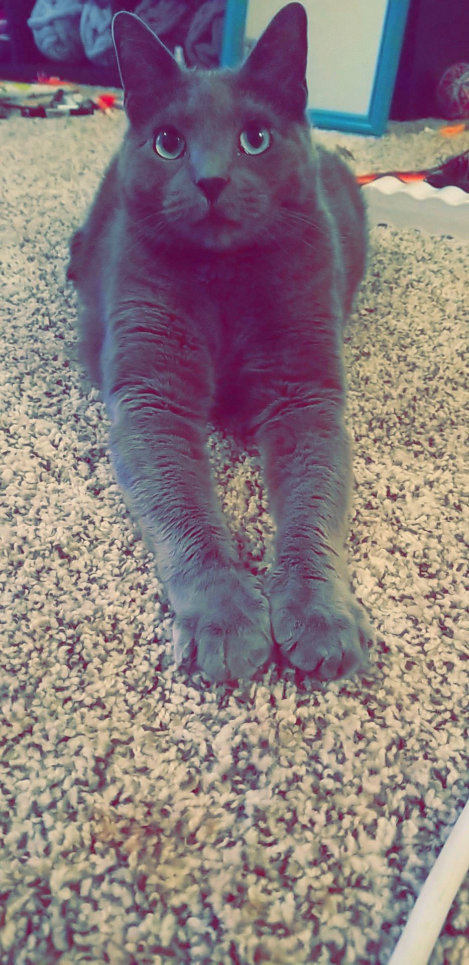 K G joined the competition — help win amazing prizes! british_shorthair, carnivore, cat, chartreux, claw, felidae, fur, magenta, paw, pink, russian_blue, scottish_fold, small_to_medium_sized_cats, snout, tail, whiskers