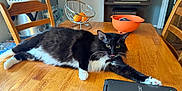 Oreo joined the competition — help win amazing prizes! cat, black_and_white, table, wooden_table, acer_chromebook, fruit_basket, oranges, chair, piano, home, indoor, stretching, tongue_out, pet, feline, relaxed, domestic, fur, whiskers, playful