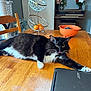 cat, black_and_white, table, wooden_table, acer_chromebook, fruit_basket, oranges, chair, piano, home, indoor, stretching, tongue_out, pet, feline, relaxed, domestic, fur, whiskers, playful