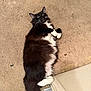 Oreo is registered to the contest to win money with this photo: cat, black_and_white, fluffy, carpet, indoor, door, pet, relaxed, lying_down, whiskers, tail, paw, feline, home, curious, animal, mammal, domestic, foot, casual