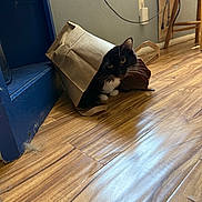 Oreo joined the competition — help win amazing prizes! cat, paper_bag, wooden_floor, black_and_white_cat, furniture, chair, floor, curious_cat, indoor, pet, animal, whiskers, ears, flooring, power_outlet, cable, blue_furniture, playful_cat, household, domestic