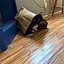 cat, paper_bag, wooden_floor, black_and_white_cat, furniture, chair, floor, curious_cat, indoor, pet, animal, whiskers, ears, flooring, power_outlet, cable, blue_furniture, playful_cat, household, domestic