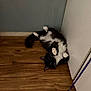 Oreo is registered to the contest to win money with this photo: cat, black_and_white, fluffy, floor, wooden_floor, indoor, pet, animal, relaxed, playful, corner, wall, whiskers, paws, fur, looking, lying_down, domestic_cat, cute, curious