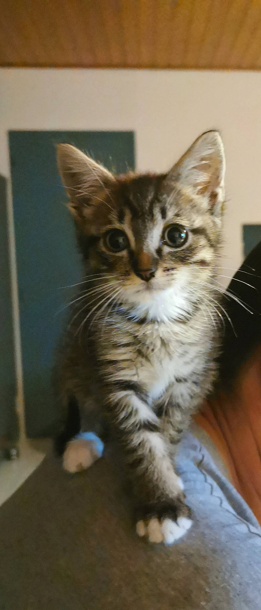 Willow a rejoint le concours — aidez-le/la à gagner de superbes lots ! carnivore, cat, claw, domestic_short_haired_cat, door, felidae, fur, paw, small_to_medium_sized_cats, snout, terrestrial_animal, whiskers