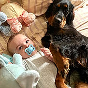 Victoire a rejoint le concours — aidez-le/la à gagner de superbes lots ! baby, bed, black_dog, bond, brown_dog, child, comfort, companion, cute, dog, indoor, lying_down, pacifier, pet, plush_toy, portrait, resting, soft_toys, striped_bedding, tender