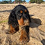 Victoire participe au concours pour gagner de l'argent avec cette photo : animal, background, beach, black, brown, closeup, cute, daylight, dog, fur, nature, outdoor, pet, playful, portrait, puppy, sand, summer, sunny, young
