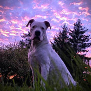 Kaps a rejoint le concours — aidez-le/la à gagner de superbes lots ! dog, white_dog, grass, sunset, purple_sky, pink_clouds, trees, outdoor, nature, silhouette, canine, animal, park, evening, sky, clouds, majestic, pet, serene, landscape