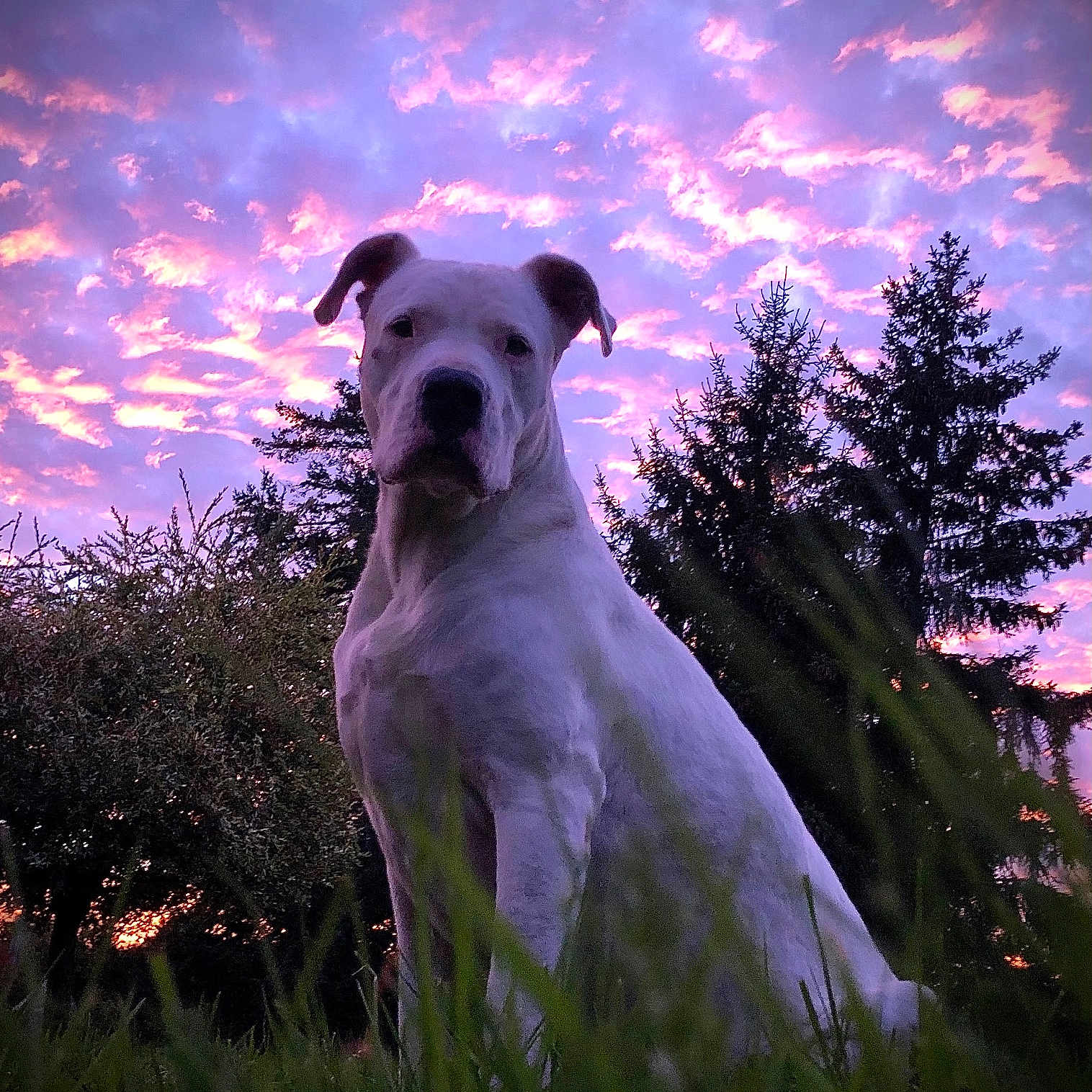 Kaps a rejoint le concours — aidez-le/la à gagner de superbes lots ! animal, canine, clouds, dog, evening, grass, landscape, majestic, nature, outdoor, park, pet, pink_clouds, purple_sky, serene, silhouette, sky, sunset, trees, white_dog