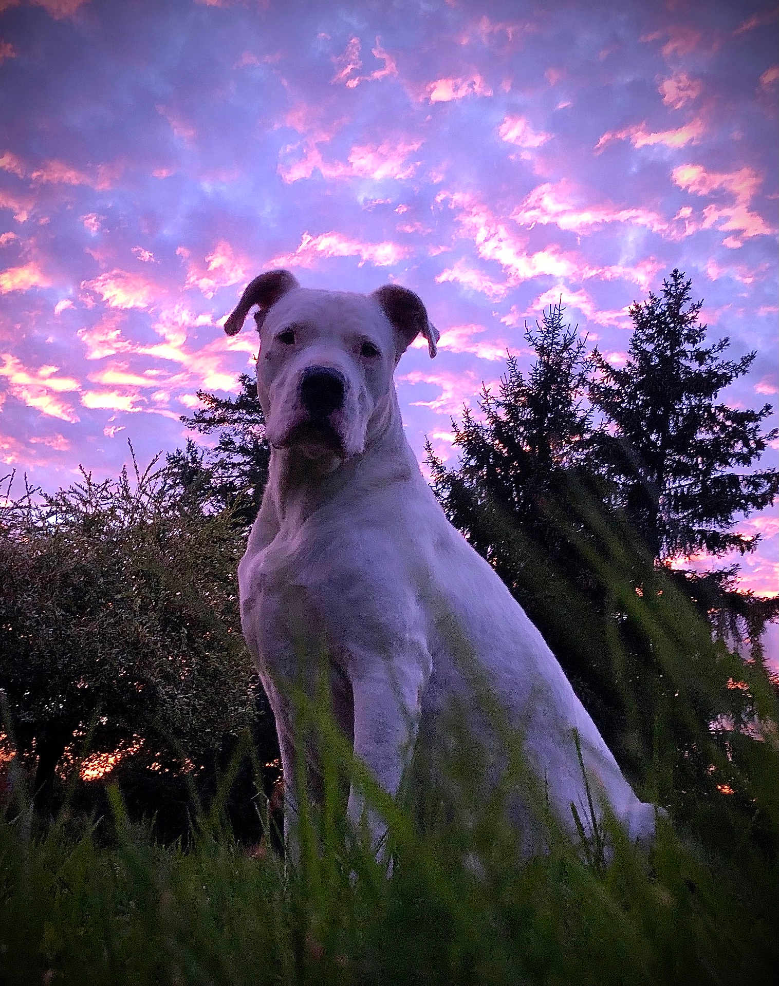 Kaps a rejoint le concours — aidez-le/la à gagner de superbes lots ! dog, white_dog, grass, sunset, purple_sky, pink_clouds, trees, outdoor, nature, silhouette, canine, animal, park, evening, sky, clouds, majestic, pet, serene, landscape