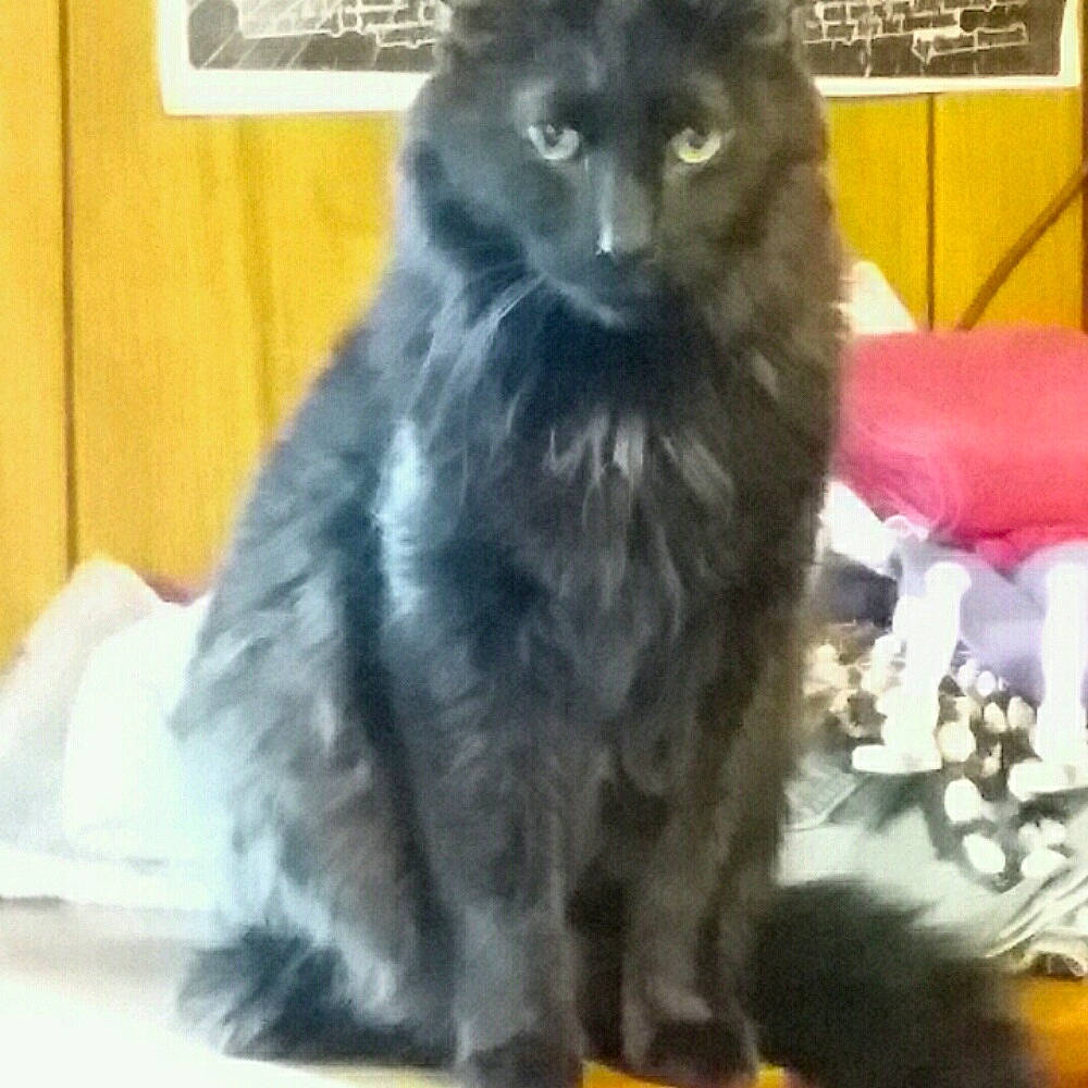 Jaguire is registered to the contest to win money with this photo: canidae, carnivore, cat, cymric, dog_breed, domestic_long_haired_cat, felidae, kitten, korat, kurilian_bobtail, maine_coon, mammal, nebelung, norwegian_forest_cat, persian, russian_blue, small_to_medium_sized_cats, vertebrate, whiskers