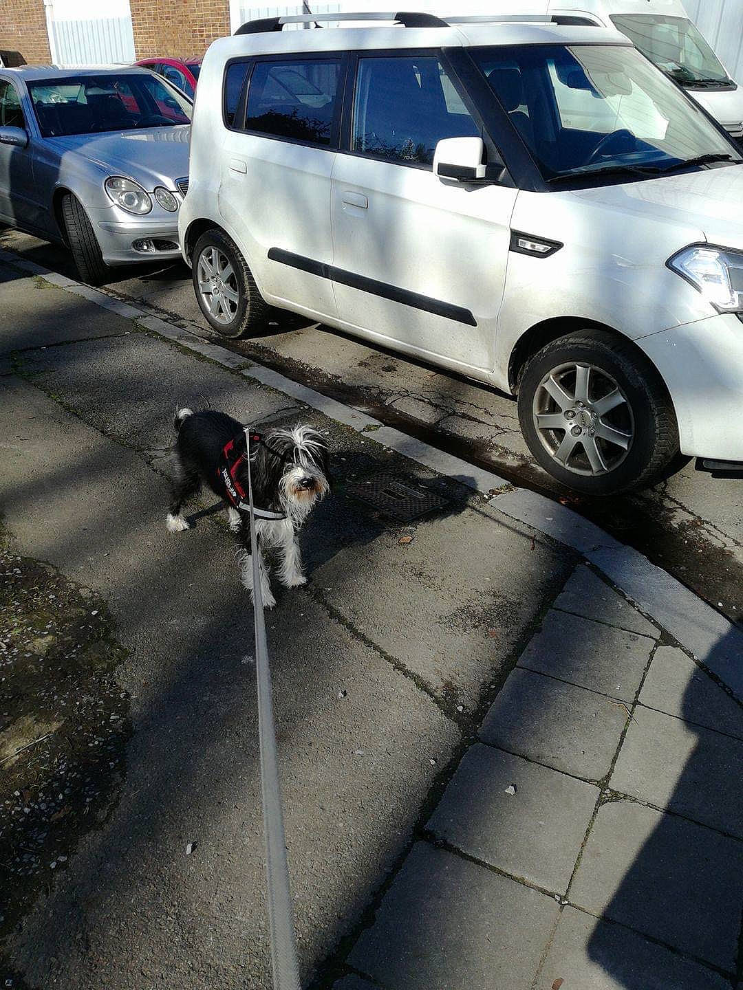 Nolan a rejoint le concours — aidez-le/la à gagner de superbes lots ! alloy_wheel, automotive_carrying_rack, automotive_design, automotive_exterior, automotive_lighting, automotive_tire, bumper, car, dog, hood, hubcap, land_vehicle, mode_of_transport, motor_vehicle, photograph, road_surface, tire, vehicle, vehicle_door, wheel