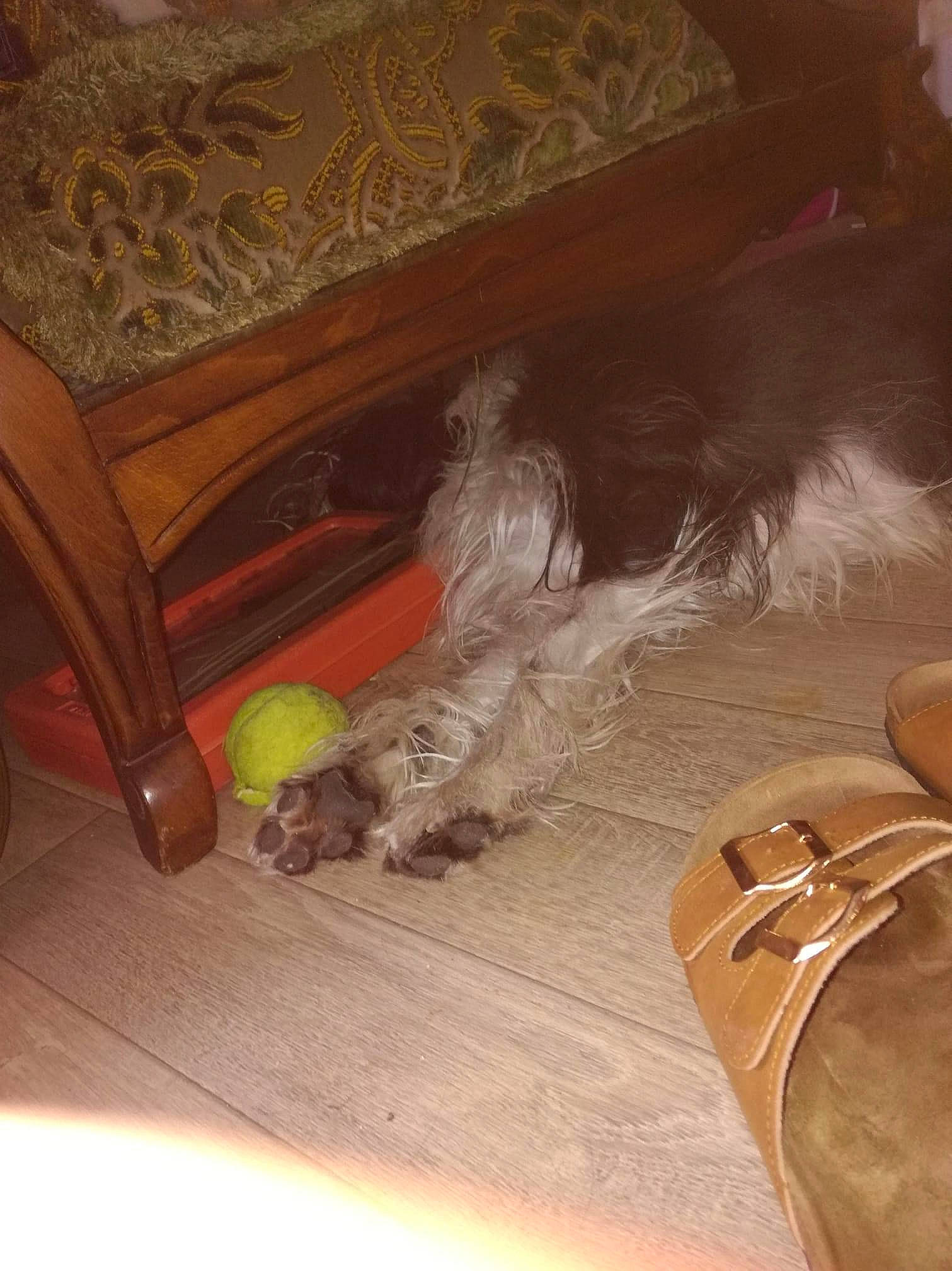 Nolan a rejoint le concours — aidez-le/la à gagner de superbes lots ! brown, carnivore, comfort, companion_dog, couch, fawn, floor, flooring, foot, hardwood, human_leg, laminate_flooring, shoulder_bag, sneakers, tail, textile, thigh, tints_and_shades, wood, wood_flooring