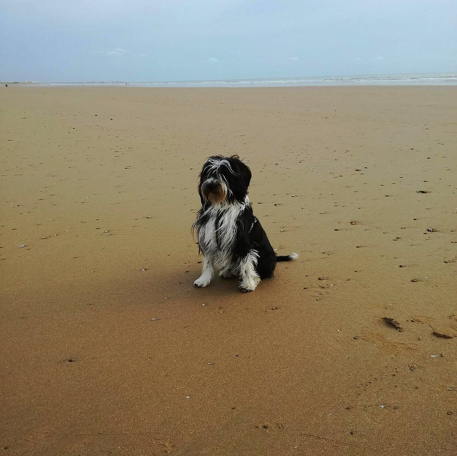 Nolan participe au concours pour gagner de l'argent avec cette photo : beach, carnivore, companion_dog, dog, dog_breed, fawn, horizon, landscape, mammal, ocean, paw, sand, singing_sand, sky, snout, soil, tail, terrier, toy_dog, working_animal