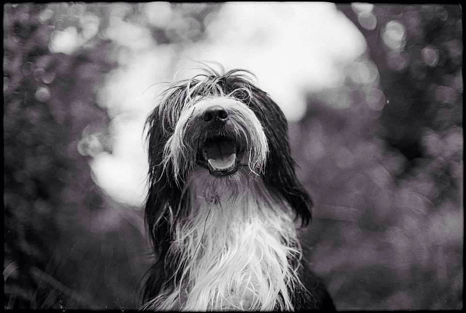 Nolan participe au concours pour gagner de l'argent avec cette photo : black_and_white, canidae, carnivore, cloud, companion_dog, darkness, dog, dog_breed, flash_photography, fur, hair, happy, monochrome, monochrome_photography, sky, snout, sporting_group, style, terrier, whiskers
