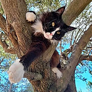 Spyro a rejoint le concours — aidez-le/la à gagner de superbes lots ! animal, black_and_white, branch, cat, climbing, closeup, curious, daylight, fur, leafy, mammal, nature, outdoor, paw, pet, playful, sky, tree, whiskers, wildlife