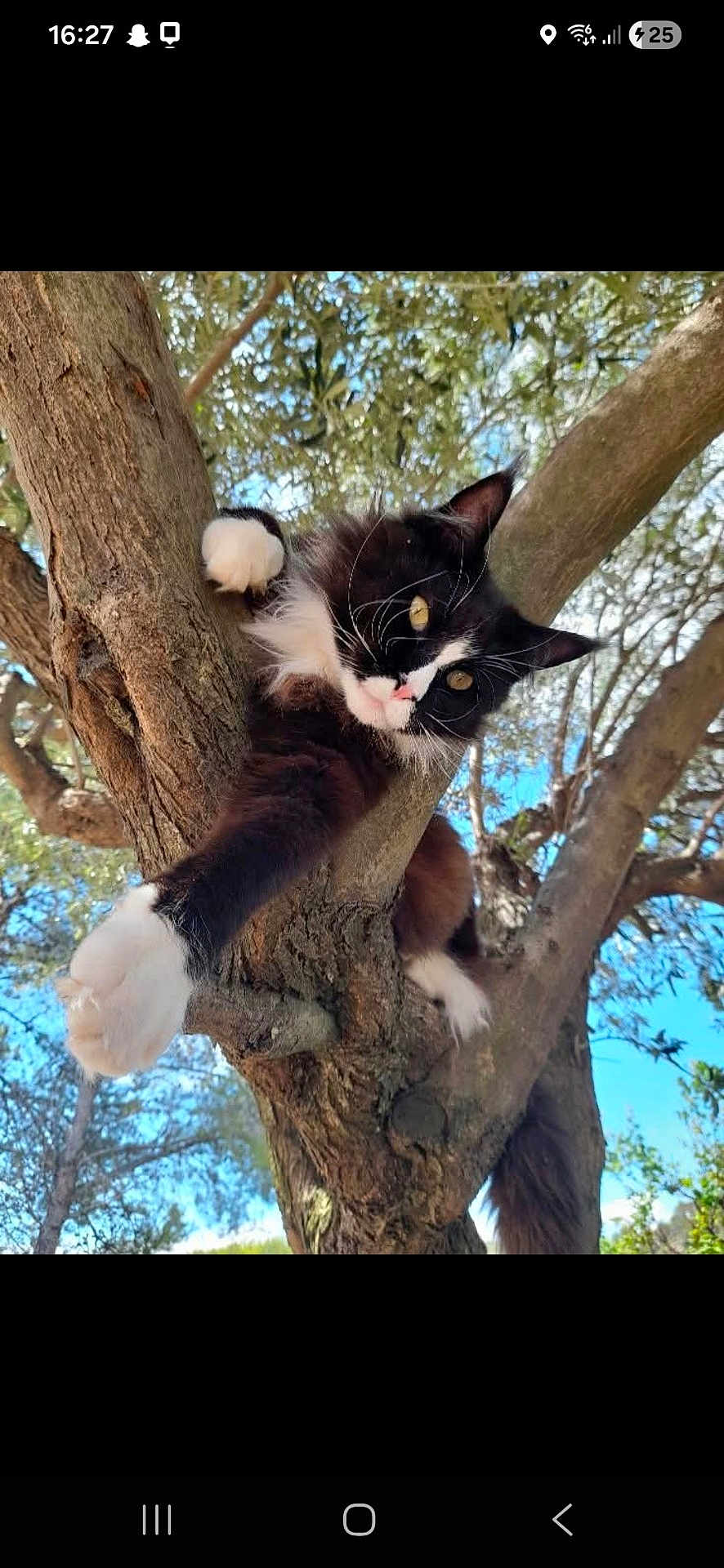 Spyro a rejoint le concours — aidez-le/la à gagner de superbes lots ! animal, black_and_white, branch, cat, climbing, closeup, curious, daylight, fur, leafy, mammal, nature, outdoor, paw, pet, playful, sky, tree, whiskers, wildlife