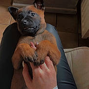 Aiko participe au concours pour gagner de l'argent avec cette photo : puppy, dog, pet, hand, lap, indoor, floor, caring, cute, young, animal, domestic, brown, black, fur, clothing, human, comfort, relaxation, touch
