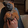 puppy, dog, pet, hand, lap, indoor, floor, caring, cute, young, animal, domestic, brown, black, fur, clothing, human, comfort, relaxation, touch