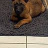 puppy, dog, brown, black_face, ears, lying_down, rug, tile_floor, indoor, pet, animal, cute, young_dog, looking_at_camera, calm, flooring, domestic_animal, companion, mammal, resting