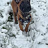 Aiko participe au concours pour gagner de l'argent avec cette photo : dog, puppy, snow, outdoor, animal, brown, black_face, ears_up, collar, playful, winter, grass, nature, young_dog, alert, pet, fur, canine, cold, cute