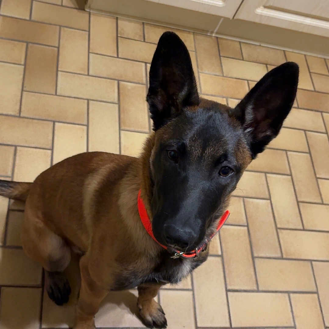 Aiko participe au concours pour gagner de l'argent avec cette photo : dog, pet, indoor, kitchen, floor, tile_floor, brown_coat, red_collar, ears, canine, animal, looking_up, sitting, domestic_animal, curious, young_dog, floor_tiles, cabinet, wall, shadow