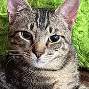 Bash joined the competition — help win amazing prizes! animal, cat, close_up, cute, domestic, ears, eyes, face, feline, fur, green_background, indoor, looking, pet, portrait, relaxed, resting, tabby, texture, whiskers